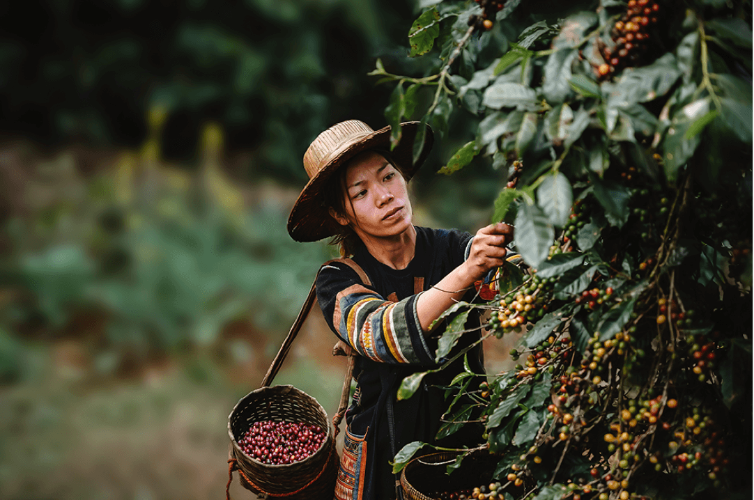 Coffee farmer